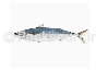 Spotted Mackerel/Chub Mackerel-JYY FISHERIES CORP