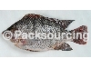 TILAPIA Oreochromis sp-Real Friend Frozen Foods Co., Ltd.