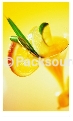 Juice Flavors-Yee Nong Group