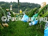 FRUIT BAG / AGRICULTURAL MATERIALS > Pitaya Fruit Bag- WelsonLi Co., Ltd