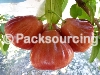 FRUIT BAG / AGRICULTURAL MATERIALS > Wax Apple Fruit Bag