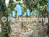 FRUIT BAG / AGRICULTURAL MATERIALS > Banana Fruit Bag- WelsonLi Co., Ltd