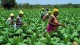 Ghana’s parliament gives GMO crops a boost